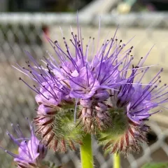 Lacy phacelia thumbnail 2