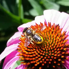 Patchwork Leafcutter Bee thumbnail 2