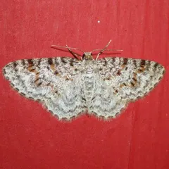 Unadorned Carpet Moth thumbnail 3