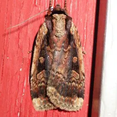 Sigmoid Dart thumbnail 3