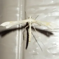 Yarrow Plume Moth thumbnail 3