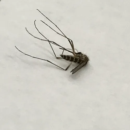Inland Floodwater Mosquito