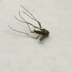 Inland Floodwater Mosquito thumbnail 1