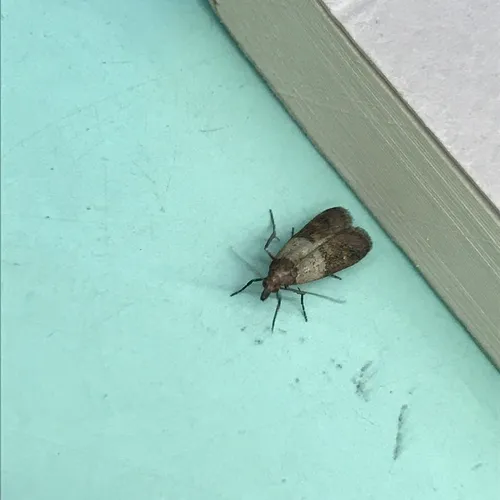 Indian-Meal Moth