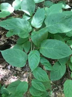 Hardy kiwifruit thumbnail 2