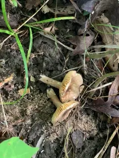 Lactarius fumosus thumbnail 2