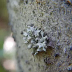 Hooded Rosette Lichen thumbnail 2