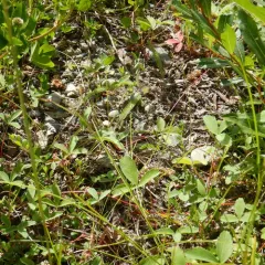 Greenish Blue thumbnail 3