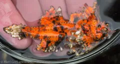Kelp Poacher thumbnail 4