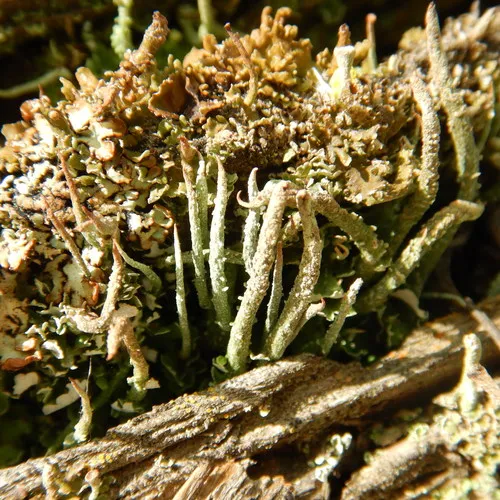Bighorn Lichen