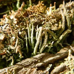 Bighorn Lichen thumbnail 1