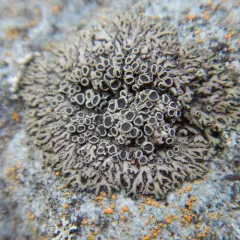 Ciliate Wreath Lichen thumbnail 3