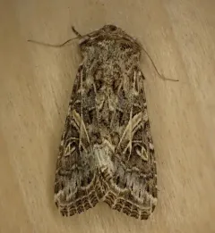 Western Yellow-striped Armyworm Moth thumbnail 4