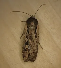 Army Cutworm Moth thumbnail 3
