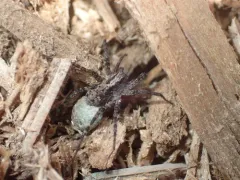 Pardosa dorsuncata thumbnail 4