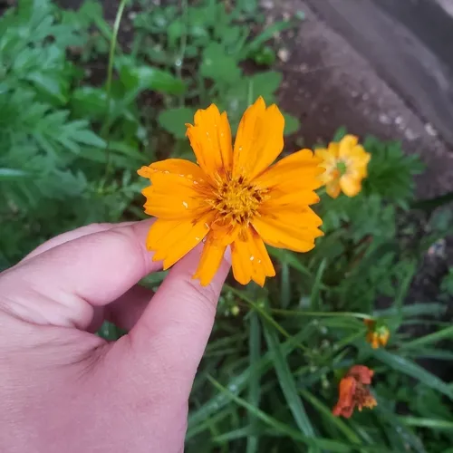 Yellow Cosmos