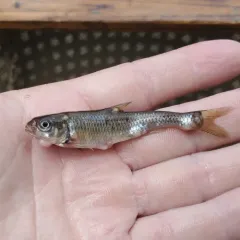 Common Shiner thumbnail 2