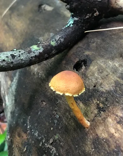 Pleuroflammula subsulphurea