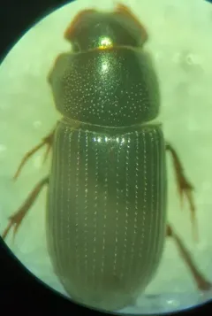 Ataenius strigatus thumbnail 4