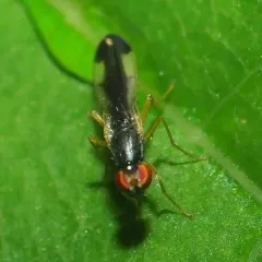 Arganthomyza vittipennis thumbnail 4