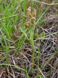 false northwestern moonwort thumbnail 3