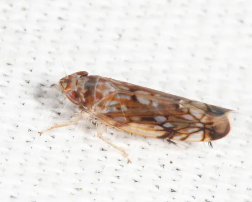 Scaphoideus frisoni