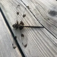 Prince Baskettail thumbnail 3