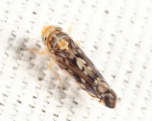 Scaphoideus immistus