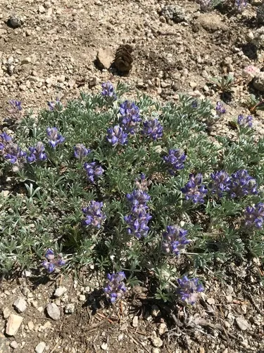 Brewer's Lupine