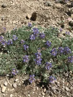 Brewer's Lupine thumbnail 1