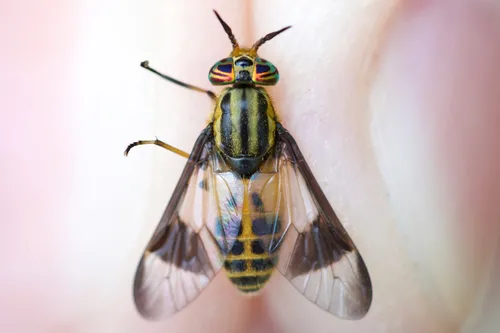 Gemeni Deer Fly
