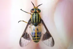 Gemeni Deer Fly thumbnail 1