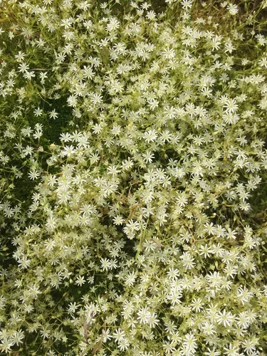 Fleshy Stitchwort