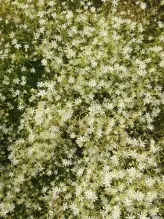 Fleshy Stitchwort thumbnail 1