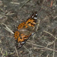 Painted Lady thumbnail 4