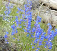 Blue beardtongue thumbnail 4