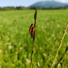 Common Red Soldier Beetle thumbnail 2