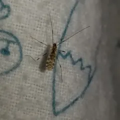 Erioptera caliptera thumbnail 3