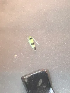 Kybos trifasciatus thumbnail 3