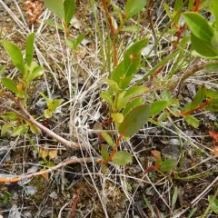 Tall Blueberry Willow thumbnail 2