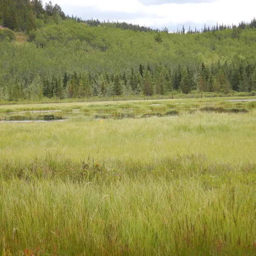 Marsh Fleawort