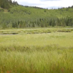 Marsh Fleawort thumbnail 1