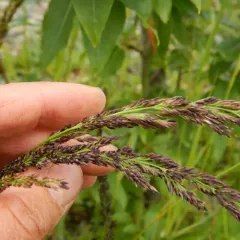 Northern Reedgrass thumbnail 2