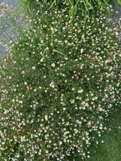 Mexican Fleabane thumbnail 3