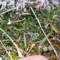 greasewort thumbnail 2
