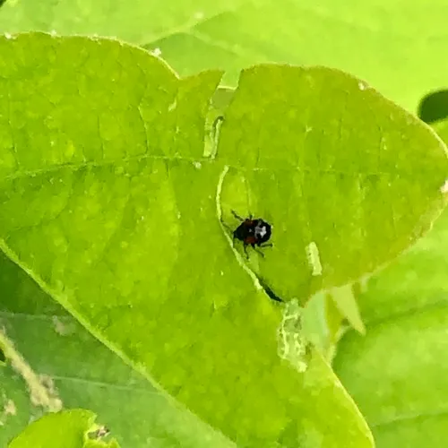 Red-shouldered Leaf Rolling Weevil