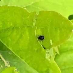 Red-shouldered Leaf Rolling Weevil thumbnail 1