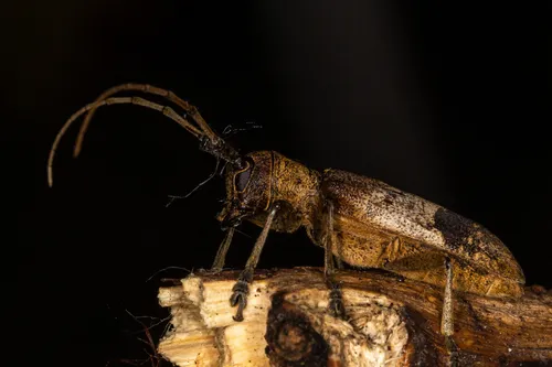 Living-hickory Borer