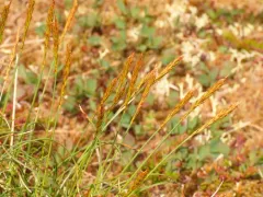 Coiled Sedge thumbnail 3