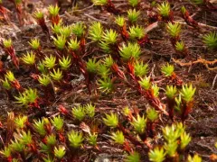 Arctic Haircap Moss thumbnail 4